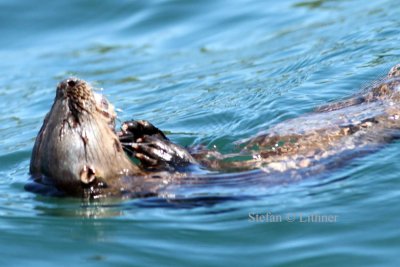 marine otter (Lontra felina). Photo Stefan  Lithner