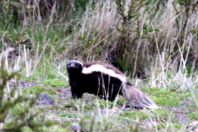 Humboldts hog-nosed skunk (Conepatus humboldti). Photo Stefan  Lithner