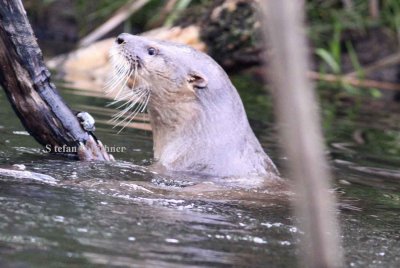 southern river otter (Lontra provocax). Photo Stefan  Lithner