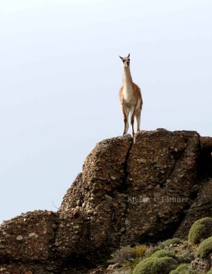 guanacho (Lama guanicoe), Photo Stefan  Lithner