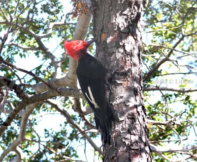 Magellanic woodpecke (Campephilus magellanicus) male. Photo Stefan  Lithner