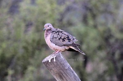 eared dove (Zenaida auriculata). Photo Stefan © Lithner