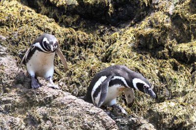 Magellan penguin (Spheniscus magellanicus). Photo Stefan © Lithner
