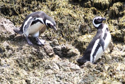 Magellan penguin (Spheniscus magellanicus). Photo Stefan © Lithner