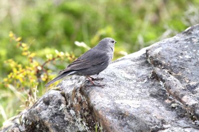 plumbeous sierra finch (Phrygius unicolor). Photo Stefan © Lithner