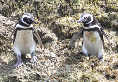 Magellan penguin (Spheniscus magellanicus). Photo Stefan © Lithner