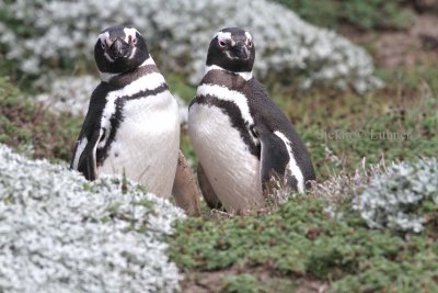 Magellan penguin (Spheniscus magellanicus). Photo Stefan © Lithner