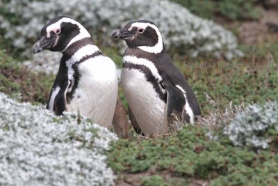 Magellan penguin (Spheniscus magellanicus). Photo Stefan © Lithner