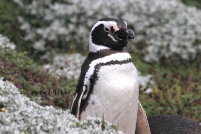 Magellan penguin (Spheniscus magellanicus). Photo Stefan © Lithner
