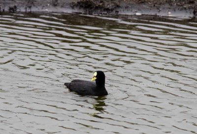 red gartered coot (Fulica armilliata)  Photo Stefan  Lithner