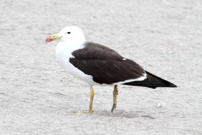 band-tailed gull (Larus belceri) ad. Photo Stefan  Lithner