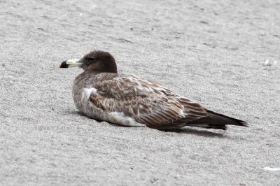 band-tailed gull (Larus belceri) juv. Photo Stefan  Lithner