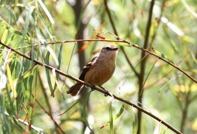 bran-coloured flycatcher (Myiophobus fasciatus rufescens). Photo Stefan  Lithner