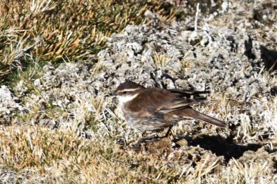 cream-winged cinclodes (Cinclodes [fuscus] albiventris). Photo Stefan  Lithner