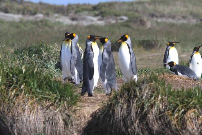 ing penguin (Aptenodytes patagonica). Photo Stefan  Lithner