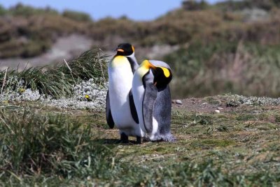 ing penguin (Aptenodytes patagonica). Photo Stefan  Lithner