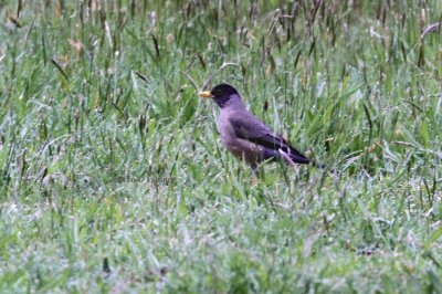 austral thrush (Turdus falcklandii). Photo Stefan  Lithner