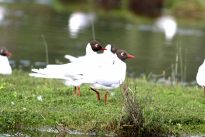 brown-hooded gull (Larus maculipennis). Photo Stefan  Lithner