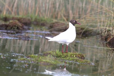 brown-hooded gull (Larus maculipennis). Photo Stefan  Lithner