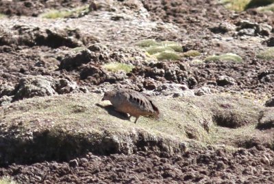 rufous-bellied seedsnipe (Attagis gayi). Photo Stefan  Lithner