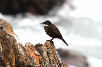 Chilean seaside cinclodes (Cinclodes nigrofumosus). Photo Stefan  Lithner