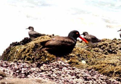 blackish oystercatcher (Haematopus ater). Photo Stefan  Lithner