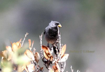 mourning sierra finch Phrygilus fruticeti). Photo Stefan  Lithner
