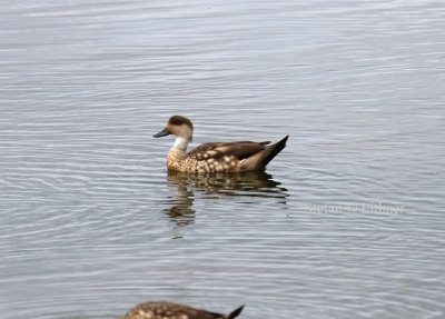 crested duck (Lophonetta specularoides). Photo Stefan  Lithner