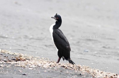 guanay cormorant (Phalacrocorax bougainvillii). Photo Stefan  Lithner