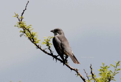 common diuca finch (Diuca diuca). Photo Stefan © Lithner