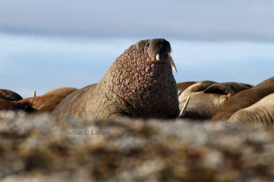 Walrus old dominant male; note pinkish wartslike structures around neck.