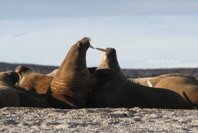 Walrus males quarrelling
