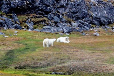 Polar bears enjoying life (- hopefully!)