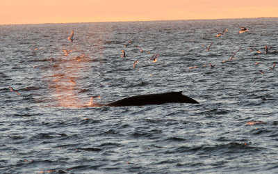 Humpback whale (Megaptera novaeangliae) at midnight