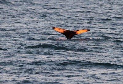 Humpback whale (Megaptera novaeangliae) at midninght