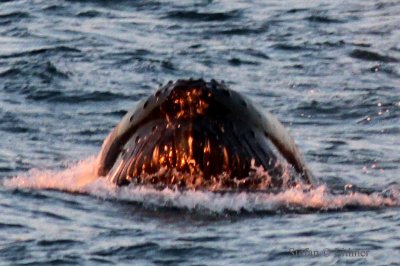 Humpback (Megaptera novaeangliae) at midninght