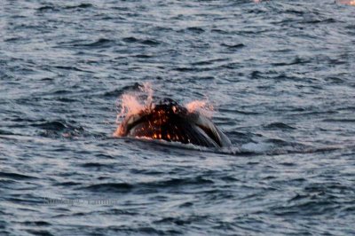 Humpback whale (Megaptera novaeangliae)  at midninght