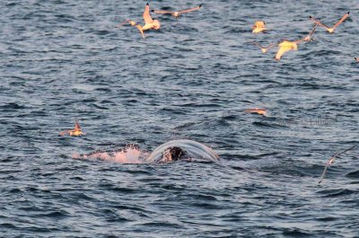 Humpback whale (Megaptera novaeangliae) at midninght