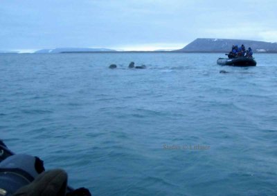  The group eventually came in between the Zodiak-boats