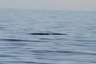 Fin whale (Balaenoptera physalus); barely showing above surface, dorsal fin invisible