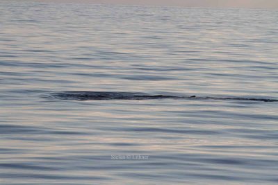Fin whale (Balaenoptera physalus); barely showing above surface, dorsal fin barely visible