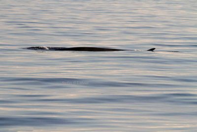 Fin whale (Balaenoptera physalus); barely showing above surface, dorsal fin clearly visible