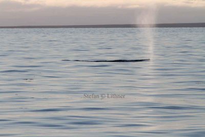 Fin whale (Balaenoptera physalus); barely showing above surface, blow; straight fairly high (Litt: up to 8 m ) narrow jet