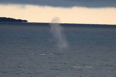 Blue whale (Balaenoptera musculus) Blow sometimes drifting due to wind.
