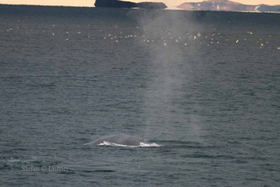 Blue whale (Balaenoptera musculus) blow: (m.o.l ) straight, high (Litt: up to 12 m), rather pillar-shaped jet. Skin bluish