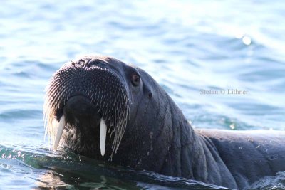 Incidents of walrus perforating Zodiak-like pontoons have been reported - easily done with their tusks.