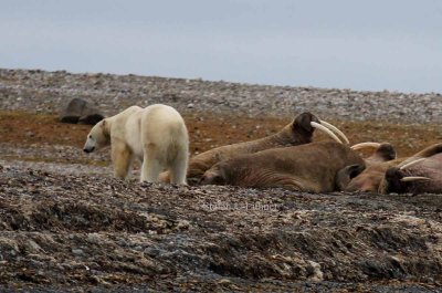 Polar bear and walrus Svalbard 2015