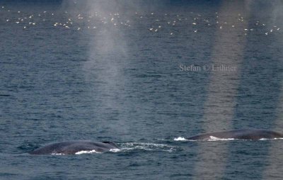 Two Blue whales (Balaenoptera musculus)