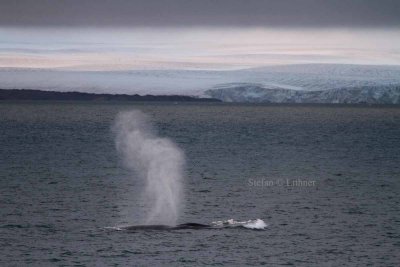 Bowhead whale (Balaena mysticetus) blowing. Note: Two jets (usually) reaching different heights.