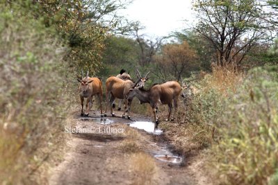 Eland (Taurotragus oryx). Photo Stefan  Lithner